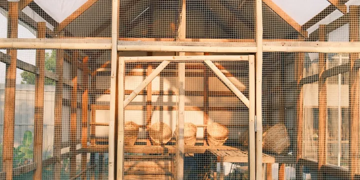 Raising Chickens for Eggs: A Complete Beginner's Guide