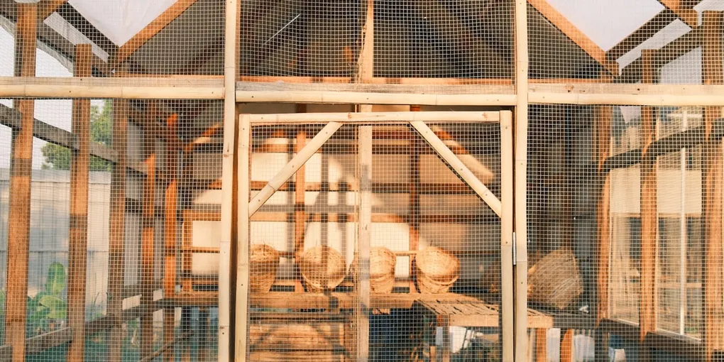 Raising Chickens for Eggs: A Complete Beginner's Guide